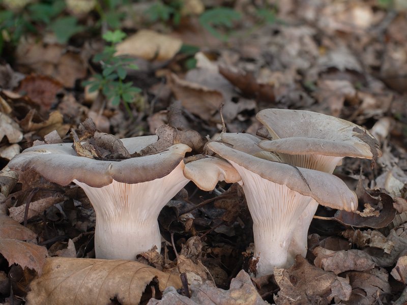 Hohenbuehelia petaloides Hohenbuehelia geogenia